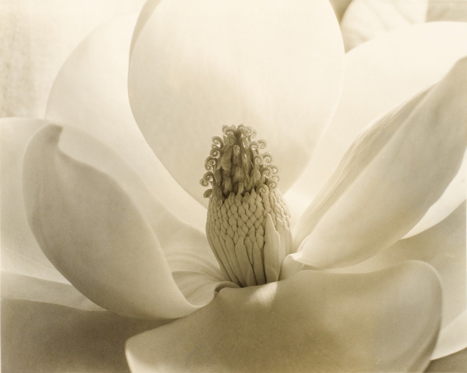 Image: Imogen Cunningham (United States, 1883-1976), Magnolia Blossom, 1925