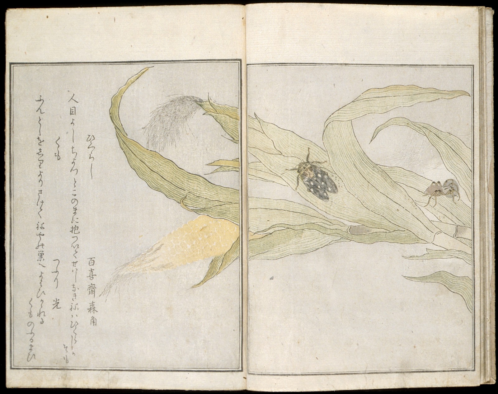 Image: Kitagawa Utamaro, Picture Book of Selected Insects, Japan, 1788