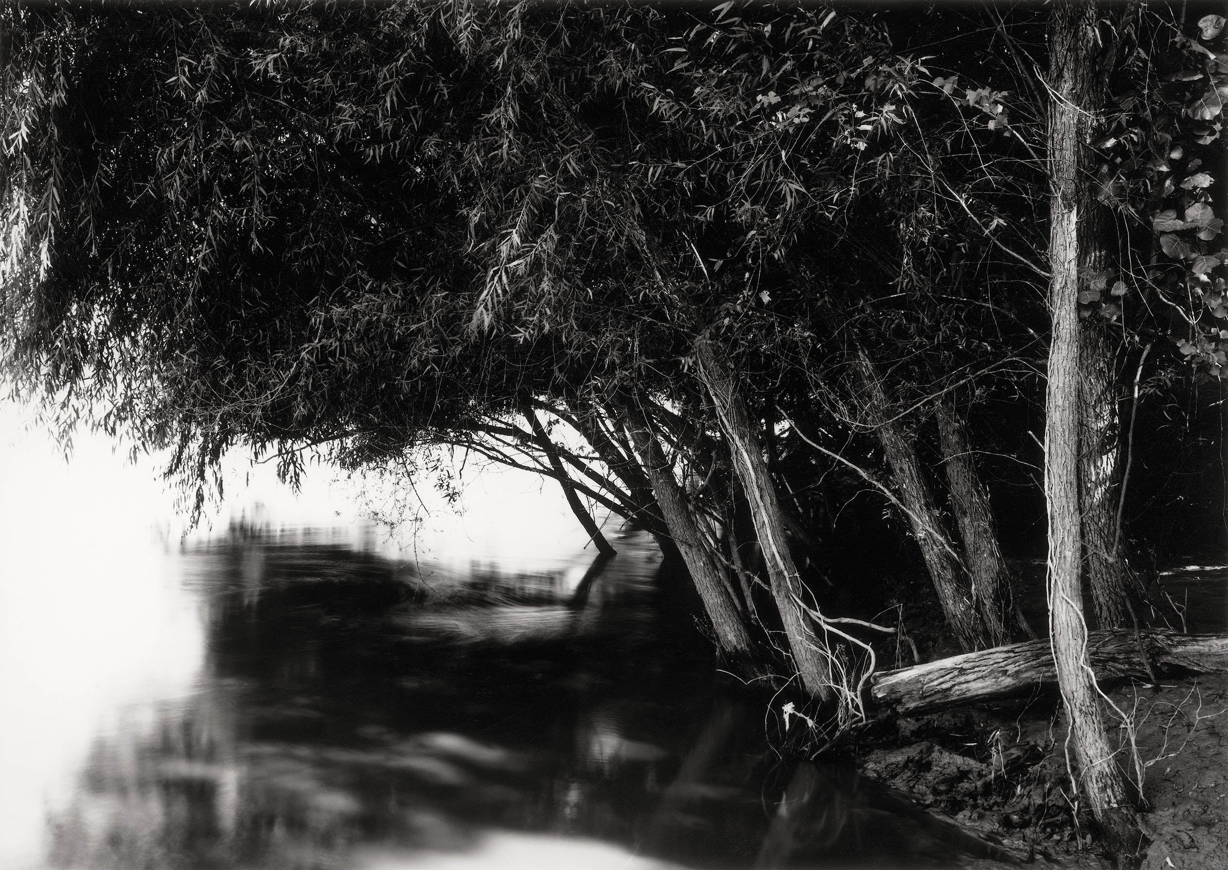 Drowned Trees along the Mississippi, from the Source to the Sea—Last Goodbyes, Hidden Dangers—Weeping Willows on the Trail of Tears, the East Bank of the Lower Mississippi River, Trail of Tears State Park, near Jackson, Cape Girardeau County, Mississippi…