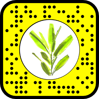What the Willow Whispers Snap Code