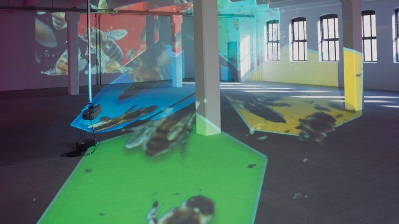 Image: Diana Thater, knots + surfaces, 2001