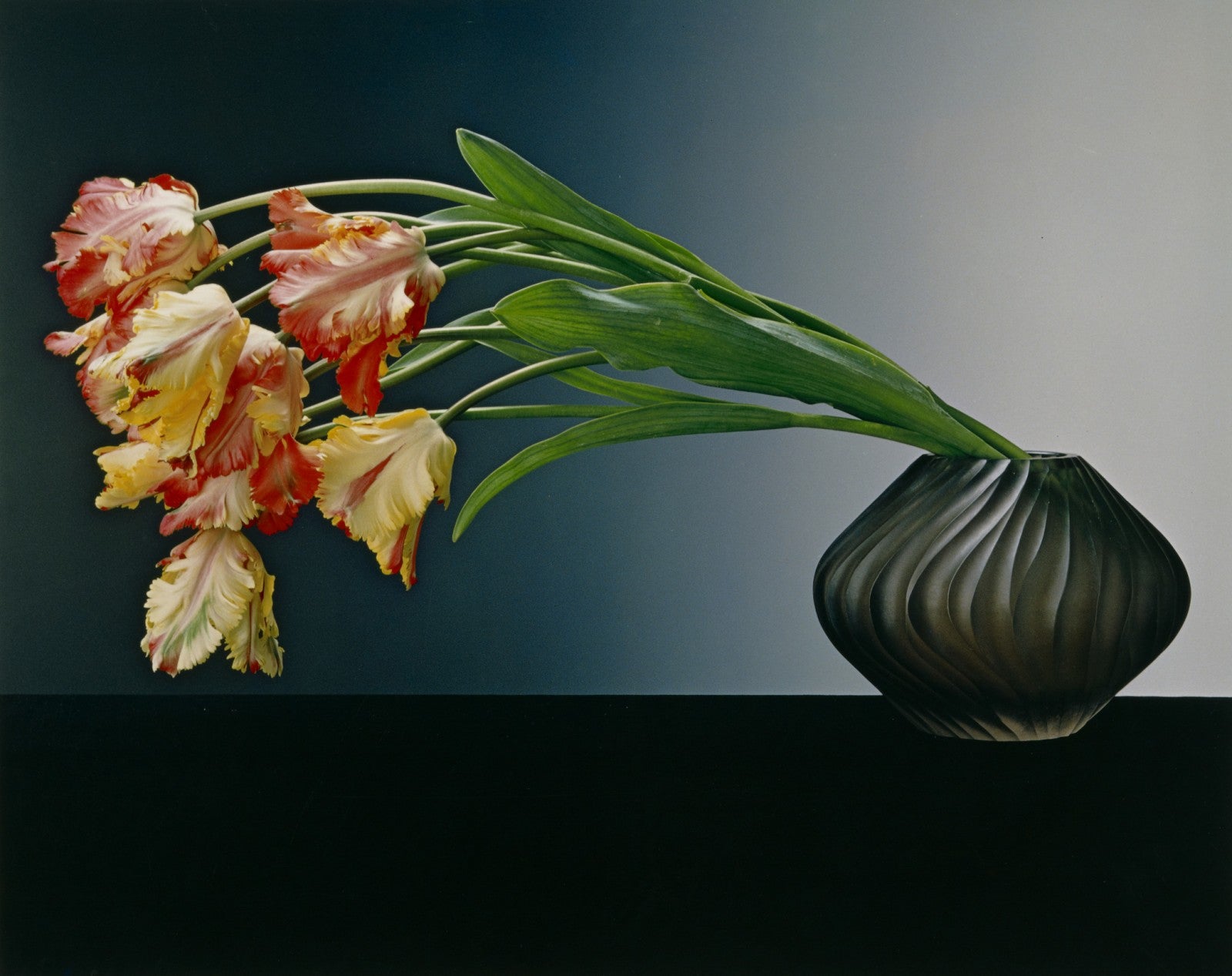 Image: Robert Mapplethorpe, Parrot Tulips, 1988