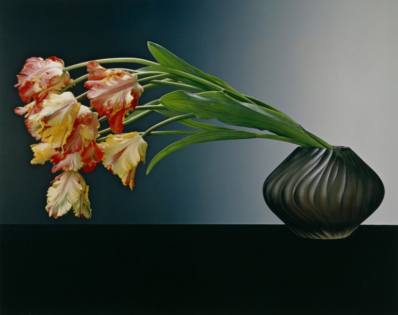 Image: Robert Mapplethorpe, Parrot Tulips, 1988