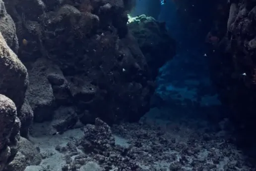 Black Pasifika: Deep Sea Protocols with Neema Githere